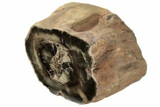 Wide Triassic Woodworthia Petrified Log - Zimbabwe #222167