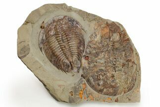 Two Huge Dikelokephalina Trilobites With Echinoderms #222356