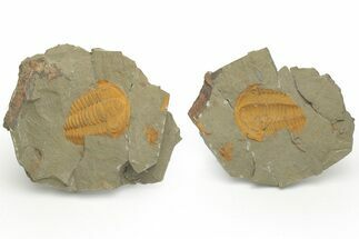 Cambrian Trilobite (Hamatolenus) - Pos/Neg Split #222420