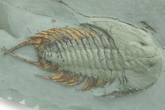 Lower Cambrian Trilobite (Neltneria) - Issafen, Morocco #222421
