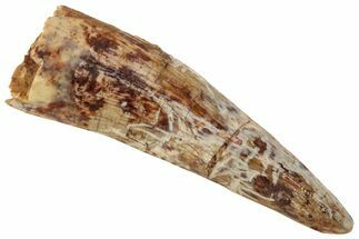 Fossil Phytosaur Tooth - New Mexico #219355