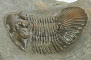 Trilobite Fossils For Sale - FossilEra.com