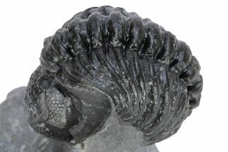 Curled Phacopid (Adrisiops) Trilobite - Jbel Oudriss, Morocco #222455