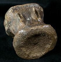 Long Thescelosaurus? Caudal Vertebra - Montana #13566