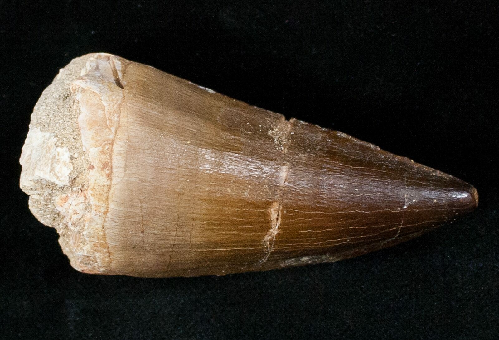 mosasaurus teeth for sale