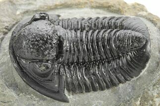 Detailed Gerastos Trilobite Fossil - Morocco #222224