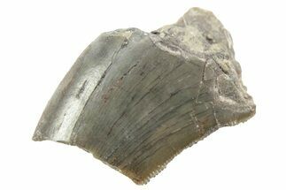 Partial, Megalosaurid (Marshosaurus) Tooth - Colorado #222488