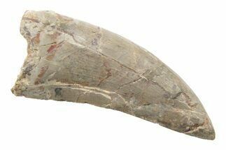 Rare, Serrated, Megalosaurid (Marshosaurus) Tooth - Colorado #222500