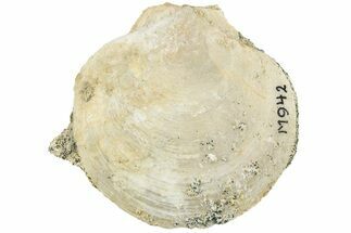 Oligocene Bivalve (Janupecten) Fossil - Ohio #219284