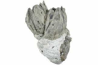Pliocene Fossil Barnacle (Balanus) Cluster - Florida #219290