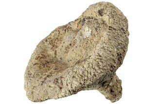 Jurassic Fossil Sponge (Tremadictyon) - Germany #219295