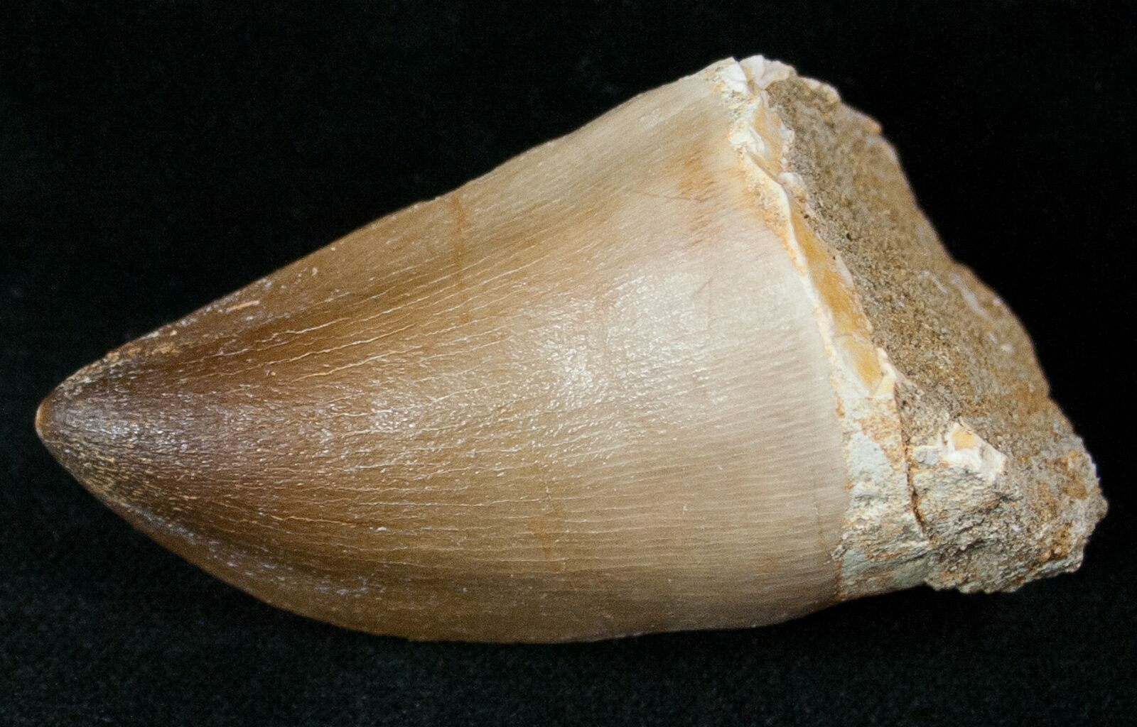 mosasaurus teeth for sale