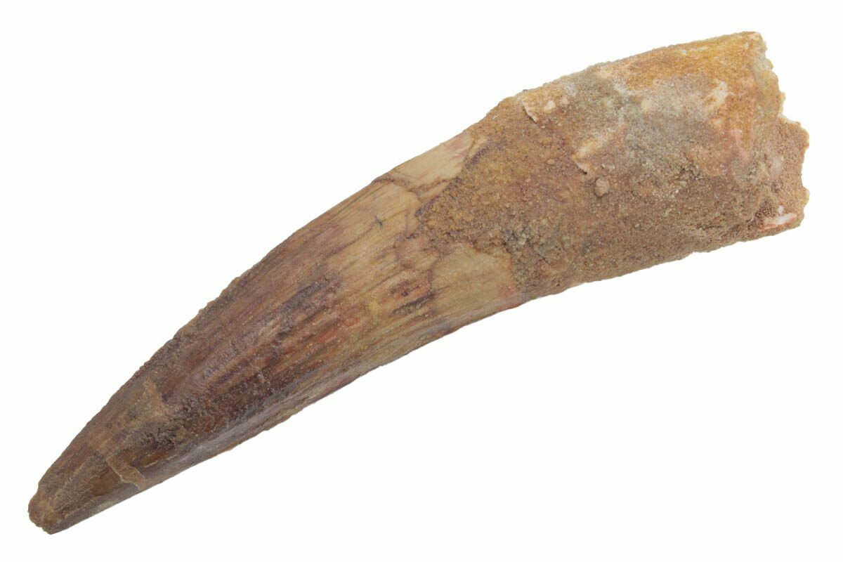 3.1" Fossil Spinosaurus Tooth Real Dinosaur Tooth (222575) For Sale