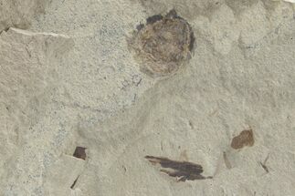 Detailed Fossil Fruit - Green River Formation, Utah #219791