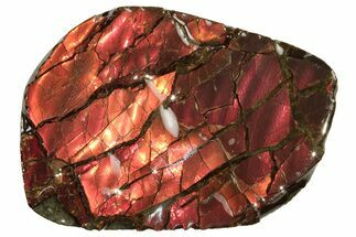 Iridescent Ammolite (Fossil Ammonite Shell) - Alberta, Canada #222695