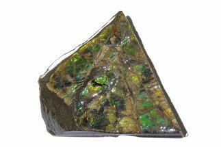 Iridescent Ammolite (Fossil Ammonite Shell) - Alberta, Canada #222761