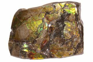 Iridescent Ammolite (Fossil Ammonite Shell) - Alberta, Canada #222734