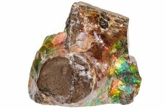 Iridescent Ammolite (Fossil Ammonite Shell) - Alberta, Canada #222739