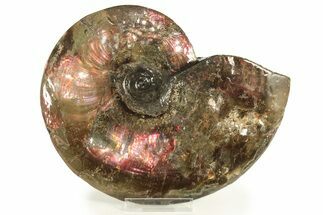 Flashy Red Ammonite Preserved In Precious Ammolite #222715