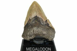 Fossil Megalodon Tooth - North Carolina #221822