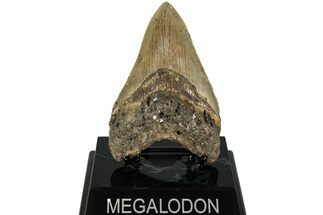 Fossil Megalodon Tooth - North Carolina #221843