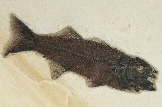Uncommon Fish Fossil (Mioplosus) - Wyoming #222827