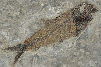 Fossil Fish (Knightia) - Wyoming #222849
