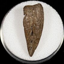 Cretaceous Crocodilian (Leidyosuchus) Claw #13613