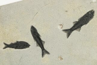Multiple Fossil Fish (Mioplosus & Knightia) Plate - Wyoming #222871