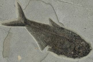 Fossil Fish (Diplomystus) From Bottom Cap Layer #222858