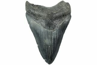 Serrated, Fossil Megalodon Tooth - South Carolina #203127