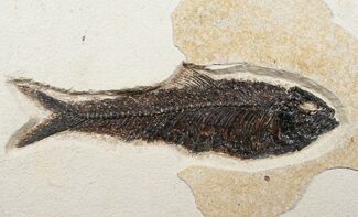 Exceptional Knightia Fossil Fish - inch Layer #13628