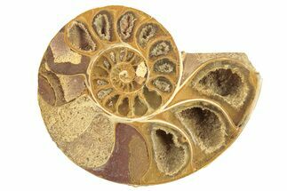 Jurassic Cut & Polished Ammonite Fossil (Half) - Madagascar #223242