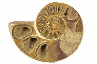 Jurassic Cut & Polished Ammonite Fossil (Half) - Madagascar #223243