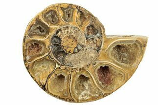 Jurassic Cut & Polished Ammonite Fossil (Half) - Madagascar #223245