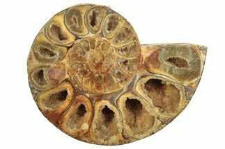 Jurassic Cut & Polished Ammonite Fossil (Half) - Madagascar #223256