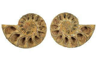 Jurassic Cut & Polished Ammonite Fossil (Pair) - Madagascar #223239