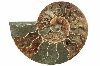 Cut & Polished Ammonite Fossil (Half) - Madagascar #223214