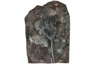 Silurian Fossil Crinoid (Scyphocrinites) Plate - Morocco #223284