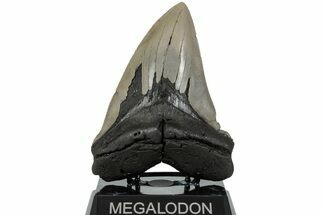 Huge, Fossil Megalodon Tooth - Sharp Serrations #223473