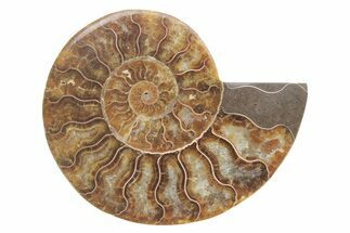 Cut & Polished Ammonite Fossil (Half) - Madagascar #223158