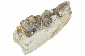 Oreodont (Merycoidodon) Jaw Section - South Dakota #223479