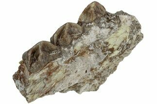 Oreodont (Merycoidodon) Jaw Section - South Dakota #223485
