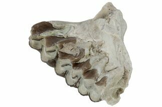 Oreodont (Merycoidodon) Jaw Section - South Dakota #223562