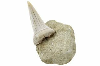 Fossil Mako Shark Tooth On Sandstone - Bakersfield, CA #223714