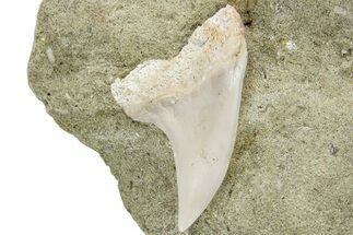 Hooked Mako Shark Tooth Fossil On Sandstone - Bakersfield, CA #223737