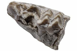 Oreodont (Merycoidodon) Jaw Section - South Dakota #223591