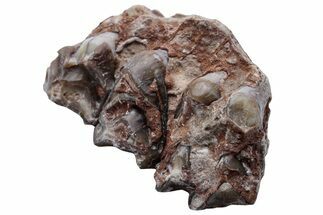 Oreodont (Merycoidodon) Jaw Section - South Dakota #223602