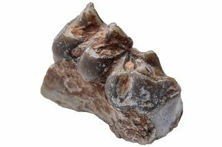 Oreodont (Merycoidodon) Jaw Section - South Dakota #223606