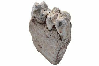 Oreodont (Merycoidodon) Jaw Section - South Dakota #223616